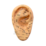 AcuSathi™ Auricular Acupuncture Ear Model