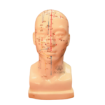 AcuSathi™ Facial Acupuncture Head Model