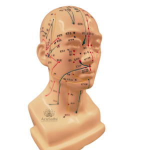 AcuSathi™ Facial Acupuncture Head Model - Image 2