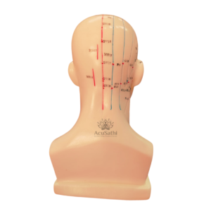AcuSathi™ Facial Acupuncture Head Model - Image 5