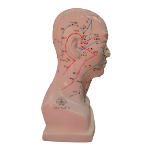 AcuSathi™ Facial Acupuncture Head Model - Image 4