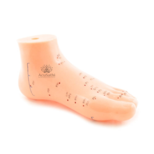 AcuSathi™ Foot Acupuncture Training Model - Image 3