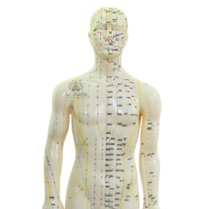 AcuSathi™ Full Body Acupuncture Meridian Model - Image 2
