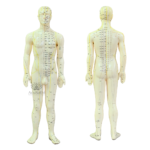 AcuSathi™ Full Body Acupuncture Meridian Model