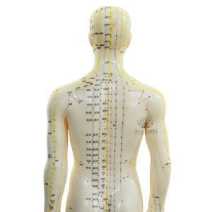 AcuSathi™ Full Body Acupuncture Meridian Model - Image 3