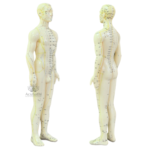 AcuSathi™ Full Body Acupuncture Meridian Model - Image 4