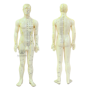 AcuSathi™ Full Body Acupuncture Meridian Model