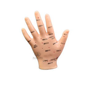 AcuSathi™ Hand Acupuncture Training Model - Image 2