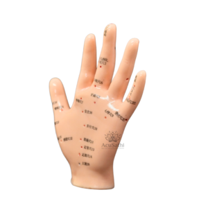 AcuSathi™ Hand Acupuncture Training Model - Image 4