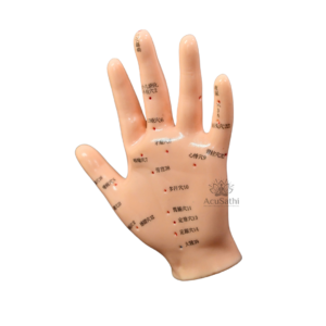 AcuSathi™ Hand Acupuncture Training Model - Image 3